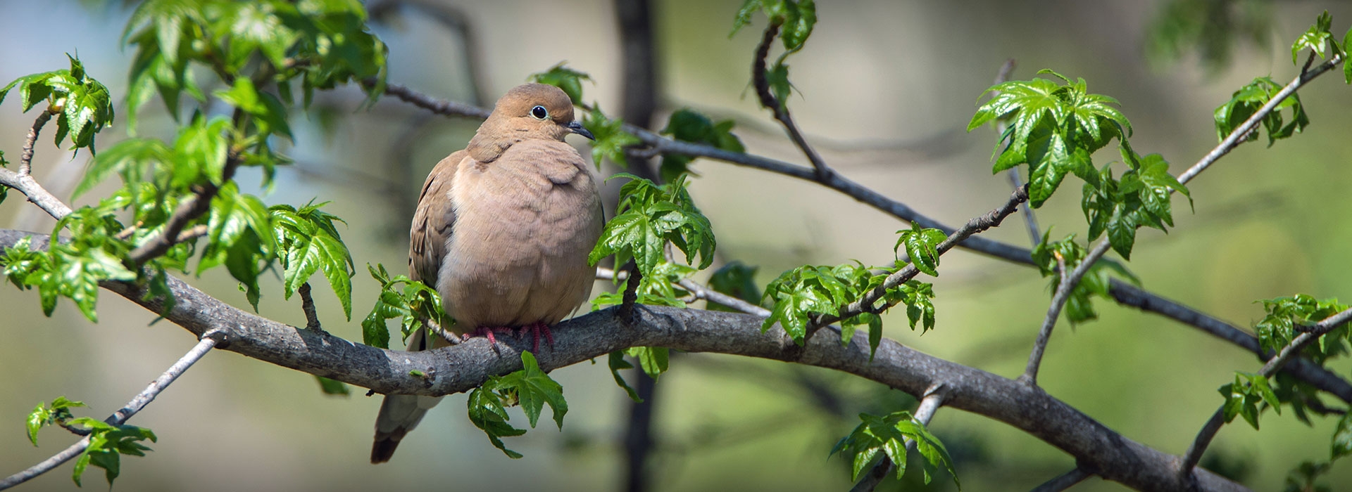 Texas Dove Hunting