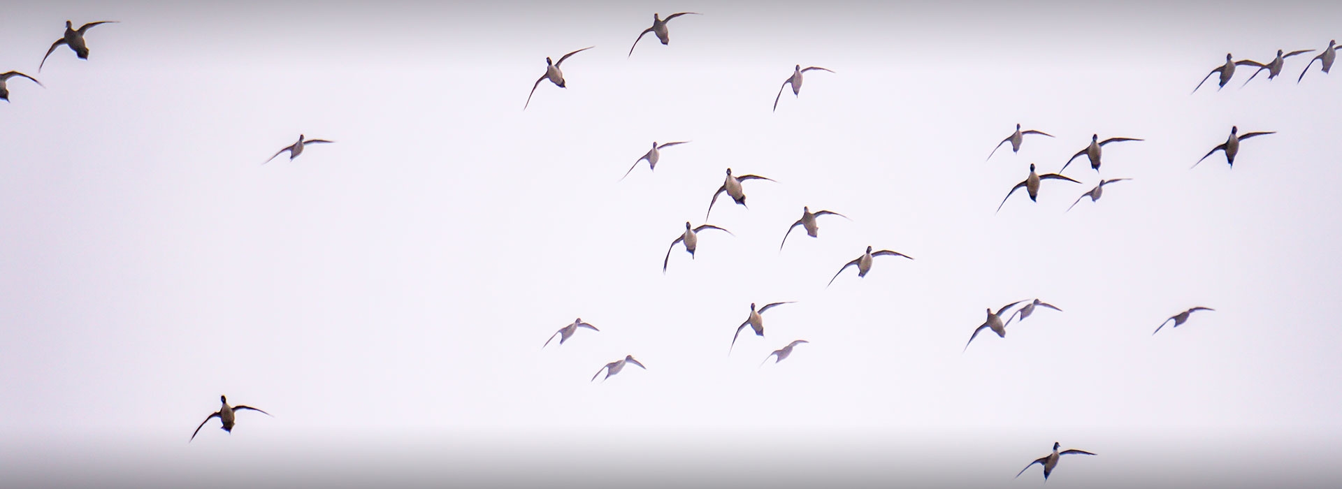 Texas Duck Hunting Texas Duck Hunting