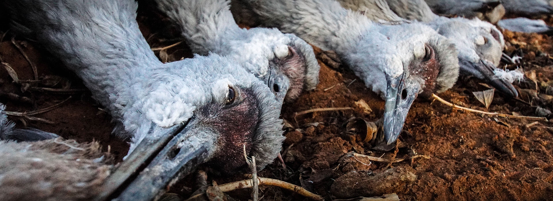 Texas Wingshooting Hunts