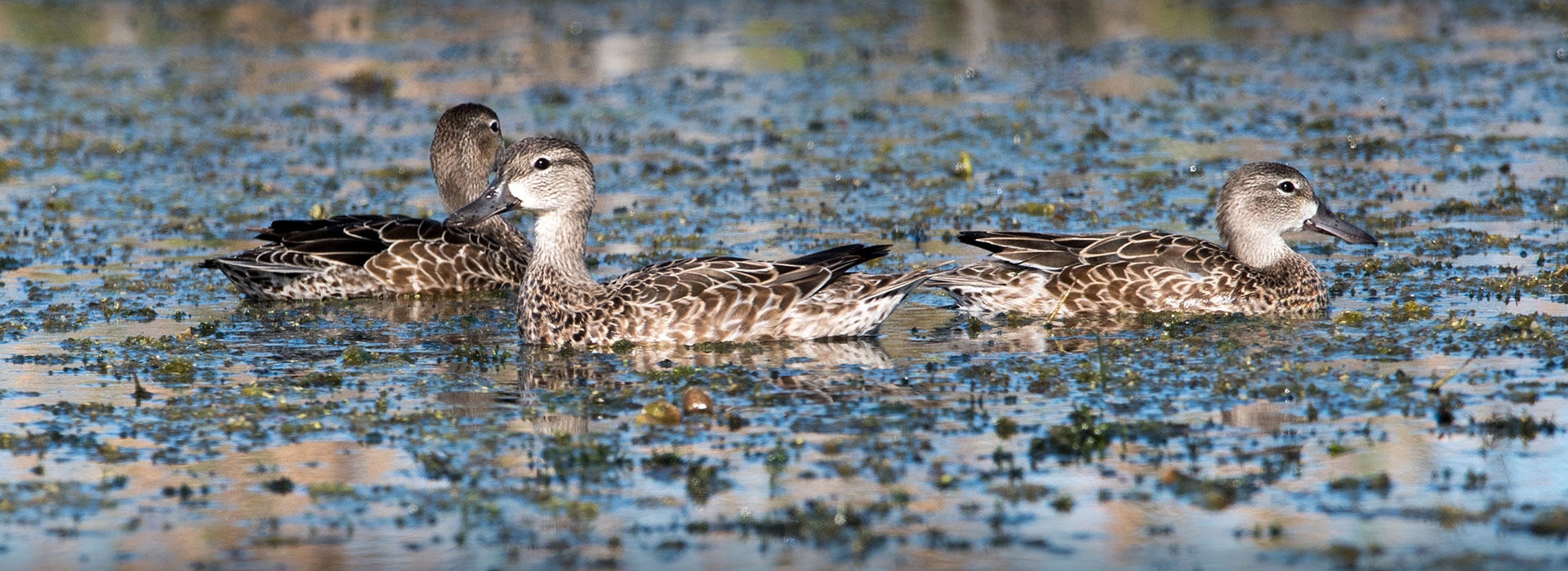 Teal Hunting in West Texas Teal Hunting in West Texas